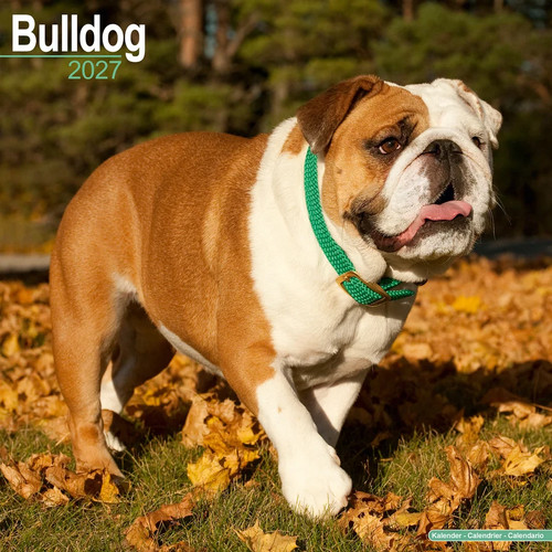 Calendrier 2027 bouledogue - calendrier,