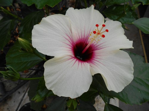 Hibiscus tahiti - hibiscus,