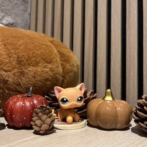 Petshop chat européen - 🌸petshop,