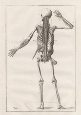 Humaine Squelette Muscles -