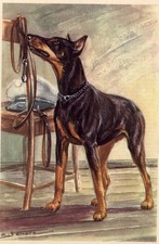 Doberman Pinscher - CUSTOM