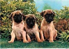 Animals - Dogs - Puppies - CPM - See Duplex Scans
