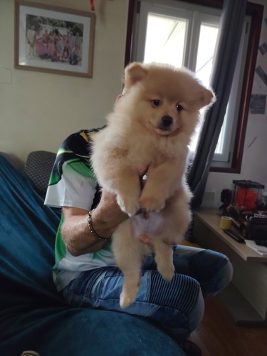 Chiots vendre - chiots,
