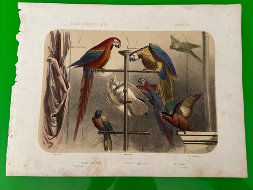 Gravure couleur ancienne - gravure,