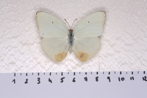 Catopsila florella mâle - catopsila, florella,
