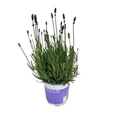 Plante d'intérieur lavande