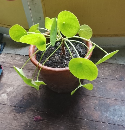 Superbe pilea peperomioides - superbe,
