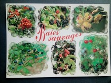 CPSM CPM WILD BERRIES BLUEBERRIES RIPE STRAWBERRIES CATAINES 