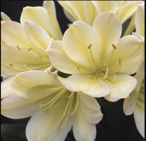 Clivia compact broad leaf