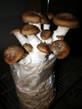 Black Pearl King Oyster