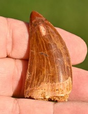 Dinosaur Fossil Tooth, Carcharodontosaurus 2.11", from Morocco #2