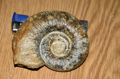 Ammonite lytoceras fibriatum - ammonite,