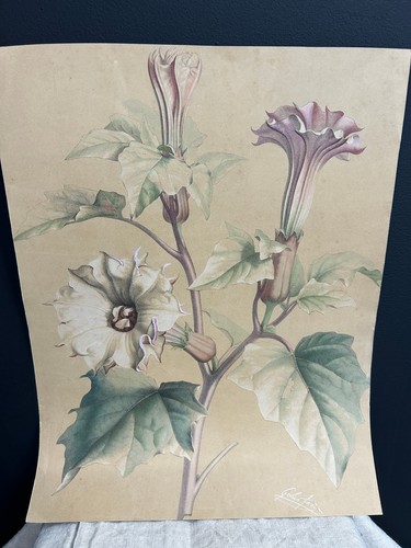 Lithographie botanique signée - botanique,