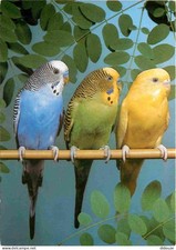 Animals - Birds - Wavy Parakeet - Melopsittacus undulatus - Budgie -