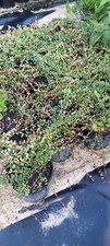 Pilgrim Cranberry Plants in 1 gallon pot