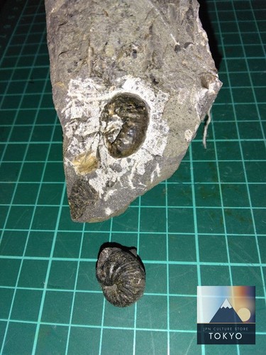 Scaphites fossiles ammonite - fossiles, d'ammonite