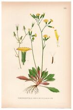1926 Lindman Botanical Print, Crepis Multicaulis