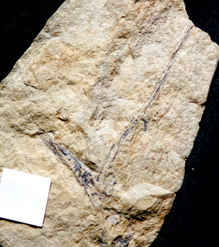 Plante fossile dévonien - plante, du