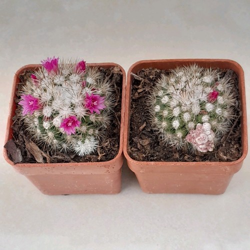 Mammillaria gracilis bizarre - gracilis,