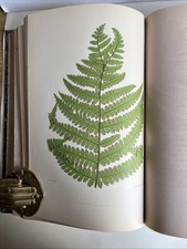 LES FOUGÈRES - Tome 2 -