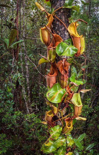 Nepenthes veitchii plante - nepenthes,