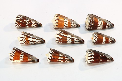 Conus 9 - (, 14