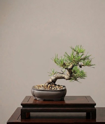 Bonsaï pinus thunbergii - pinus,