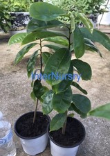 14”-20” Annona Muricata Graviola Soursop Guanabana Potted Tropical