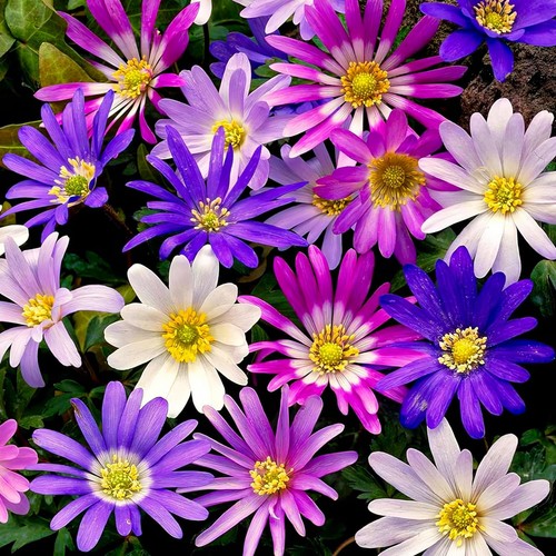 Bulbes anemones rustique - bulbes,