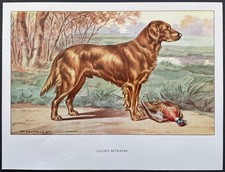 Golden retriever Reproduction couleur 1960 François Castellan