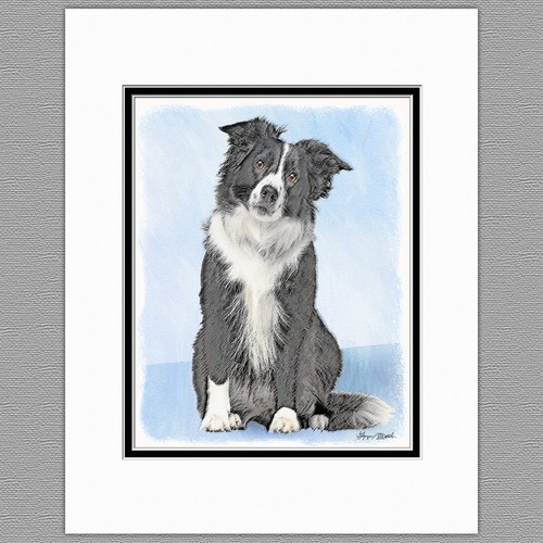 Border collie dog - dog, original