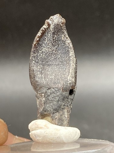 2 7 cm rare - cm,