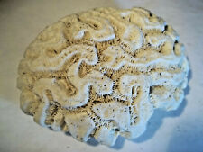 CORAIL CERVEAU LABYRINTHE.   Caraïbes ( Antilles ).   Fossile, joaillerie, mer 
