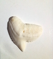 DENT de REQUIN TIGRE de Nlle