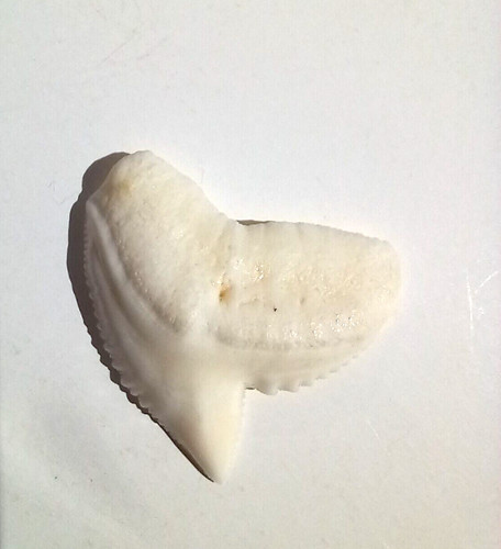 Dent requin tigre nlle - de,