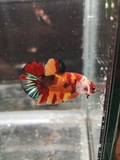 COMBATTANT KOI PLAKAT