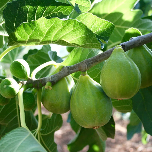 Ficus carica desert king - ficus, king'