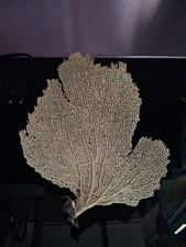 Gorgone Coquillage 21cm X 25cm