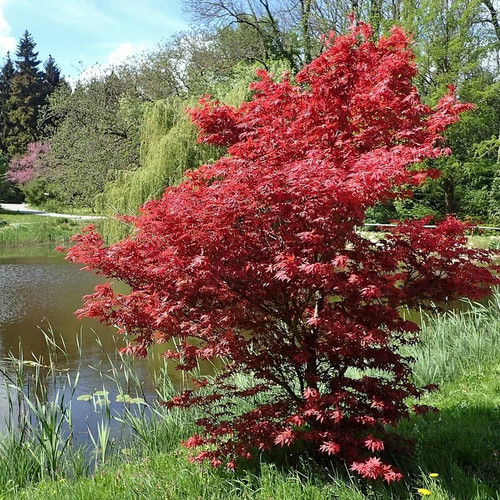 Acer palmatum bloodgood - 'bloodgood',