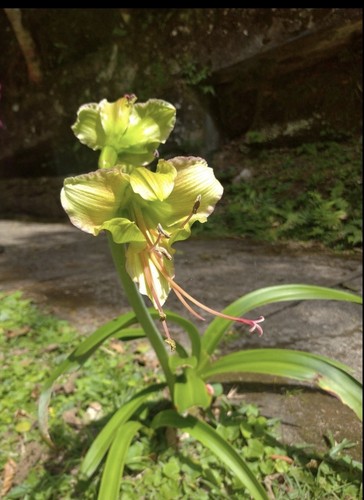 Rare hippeastrum calyptratus - rare,