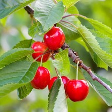 Cerisier Bigarreau 'Summit' - Prunus avium - Cerise rouge