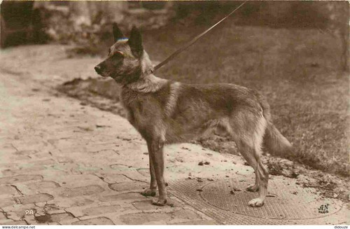 Carte postale animaux - postale,