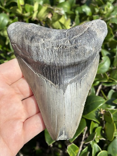 Natural megalodon - natural, 4.59”