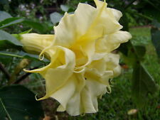 Datura metel Golden Queen 15 seeds