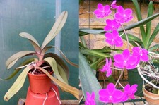 Phalaenopsis (Doritaenopsis)