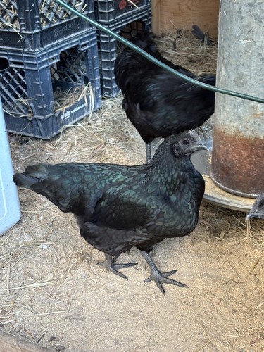 Npip rare all black ayam - npip+12,