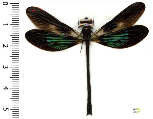 Odonata zygoptera euphaea - zygoptera,