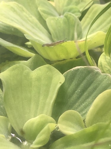 Plante aquarium eau - plante,