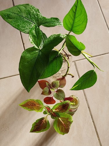 Lot boutures plantes d - boutures,