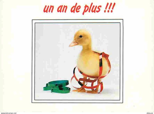 Carte postale animaux - postale,